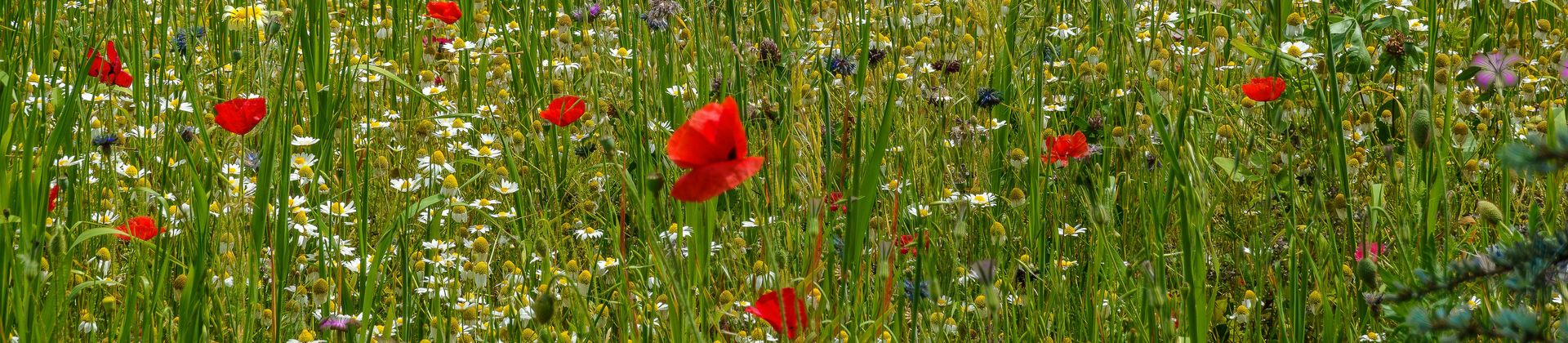 bannière coquelicots