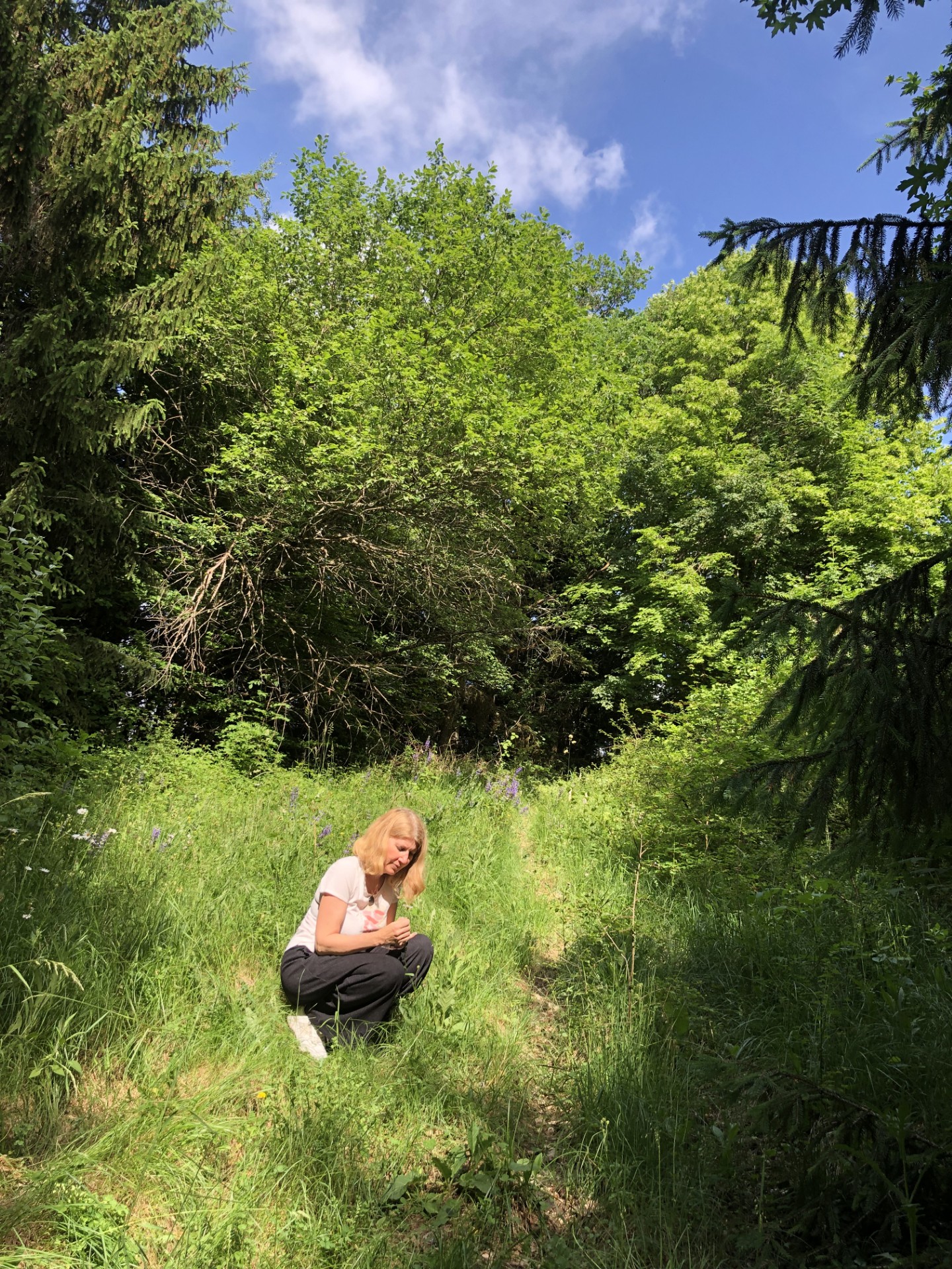 Programme arboreicens